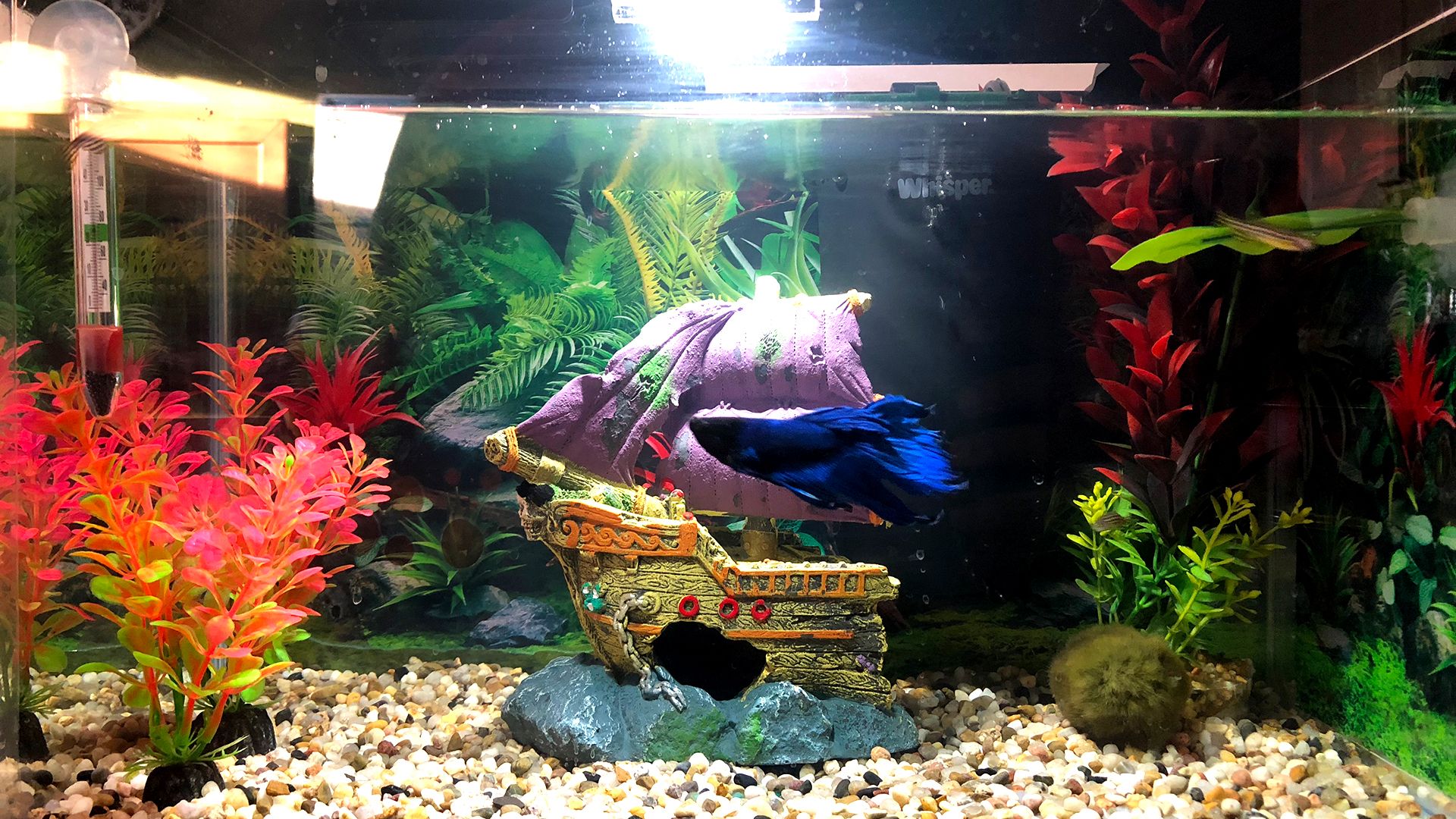 Betta fish: Setup, costs and tips