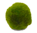 marimo moss ball