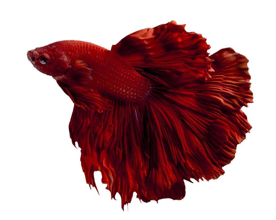 betta